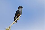 Swallow-winged Puffbird